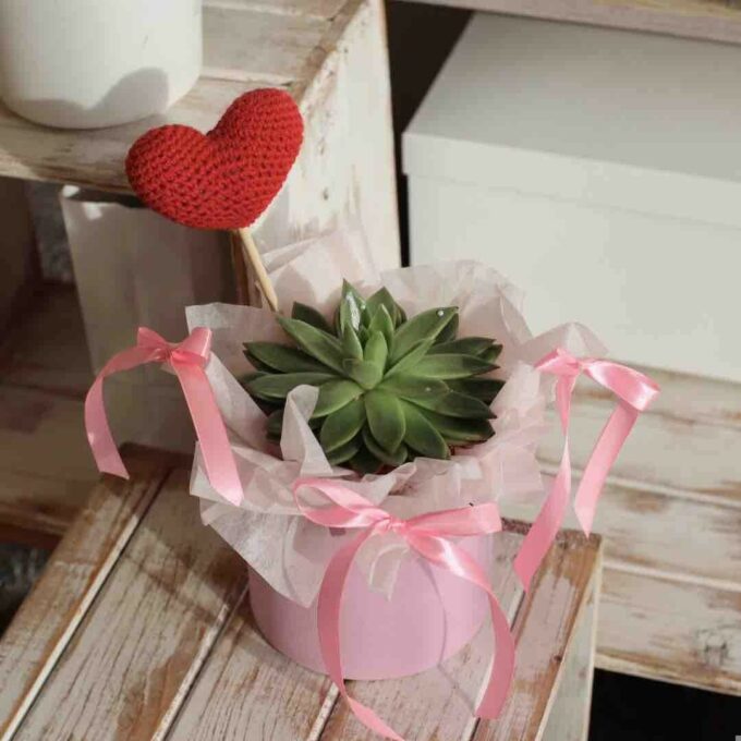 Echeveria